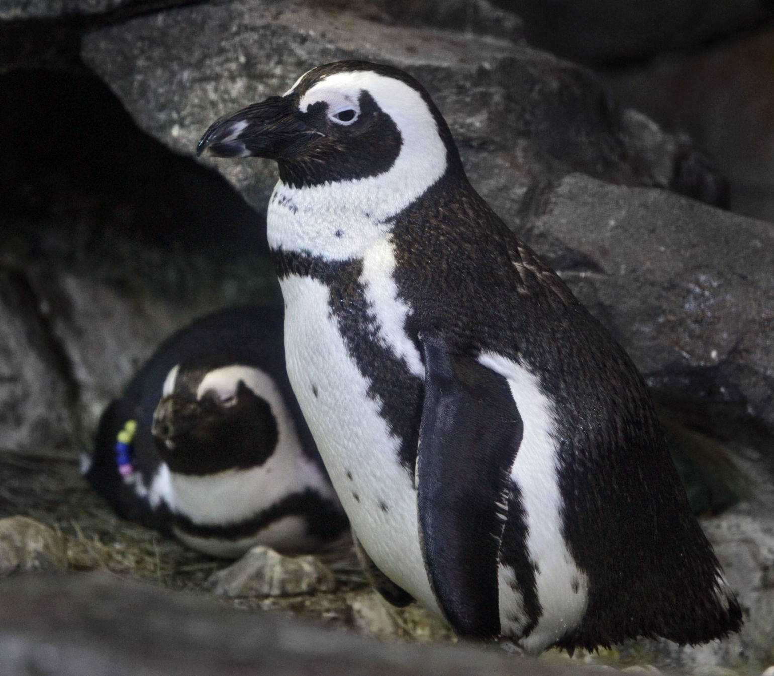 Penguins